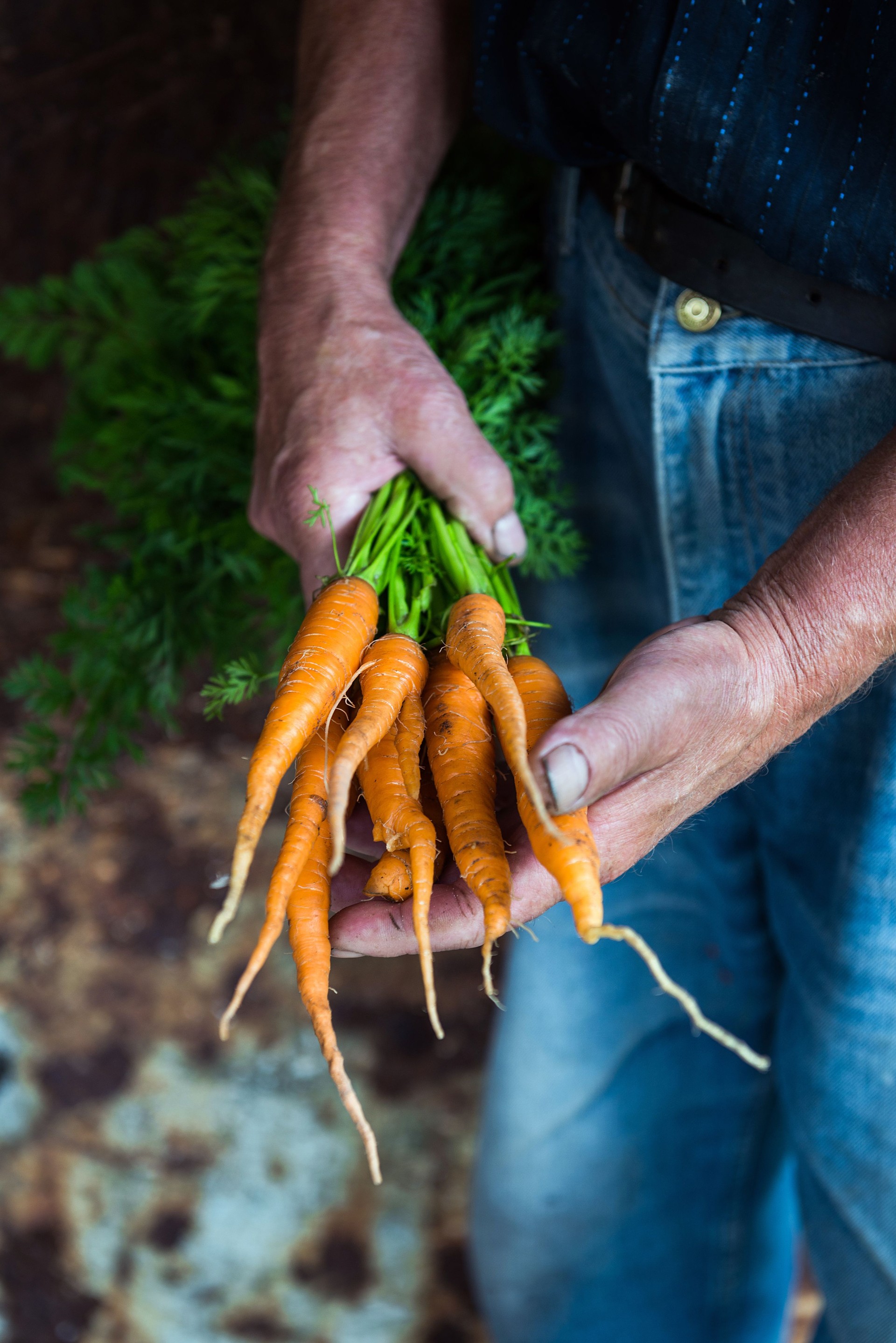 Man Holding Freshly Picked Carrots